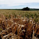 A drought-hit cornfield at Nao-Me-Toque in Brazil’s Rio Grande do Sul state on Jan. 9, 2022. (Photo: Reuters/Diego Vara)