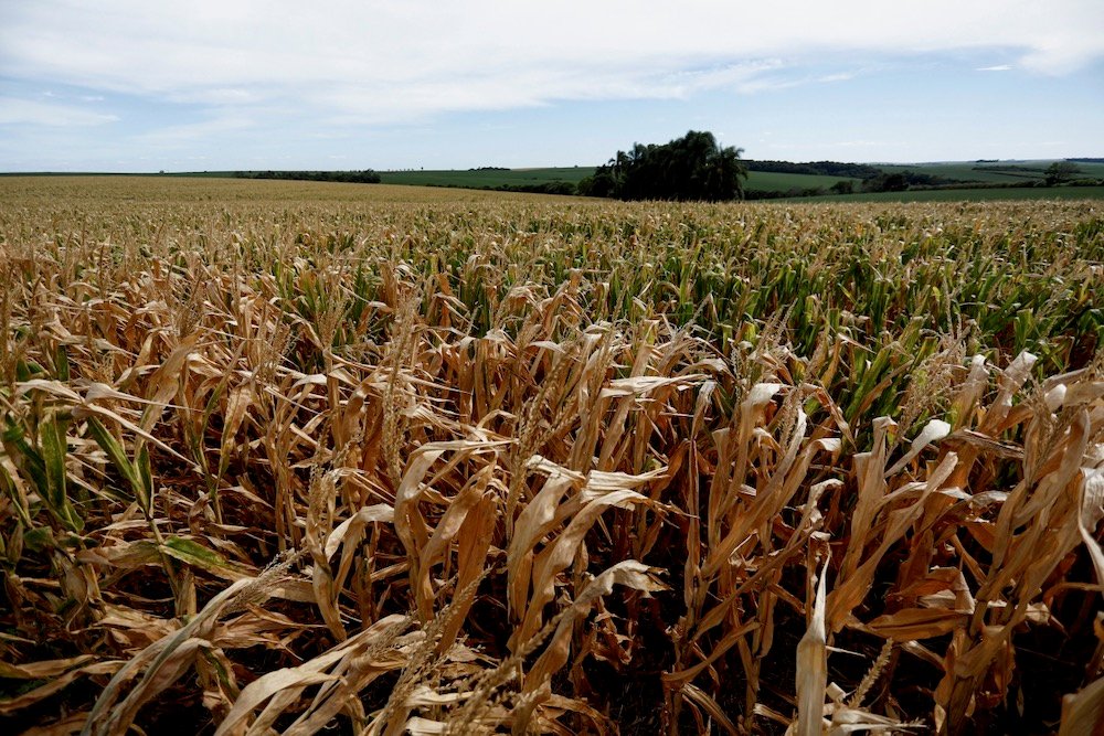 A drought-hit cornfield at Nao-Me-Toque in Brazil’s Rio Grande do Sul state on Jan. 9, 2022. (Photo: Reuters/Diego Vara)
