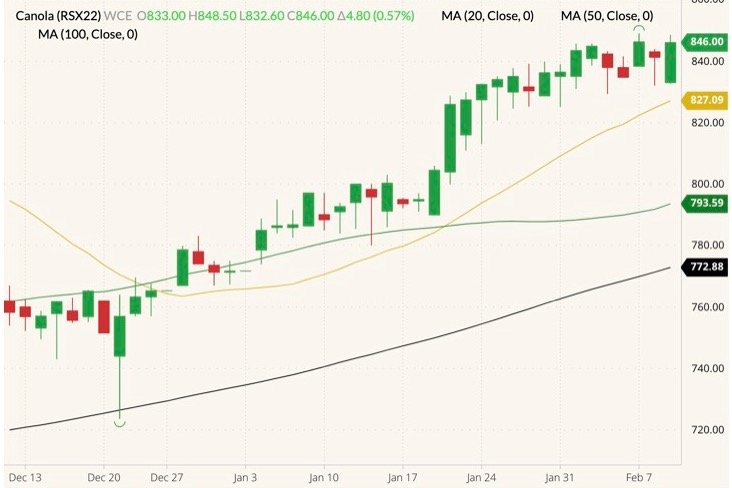ICE November 2022 canola (candlesticks) with 20-, 50- and 100-day moving averages (yellow, dark green and black lines). (Barchart)
