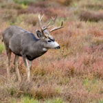 Mule deer in Alberta seem especially susceptible to chronic wasting disease with 15 per cent of heads provided by hunters testing positive in 2020.