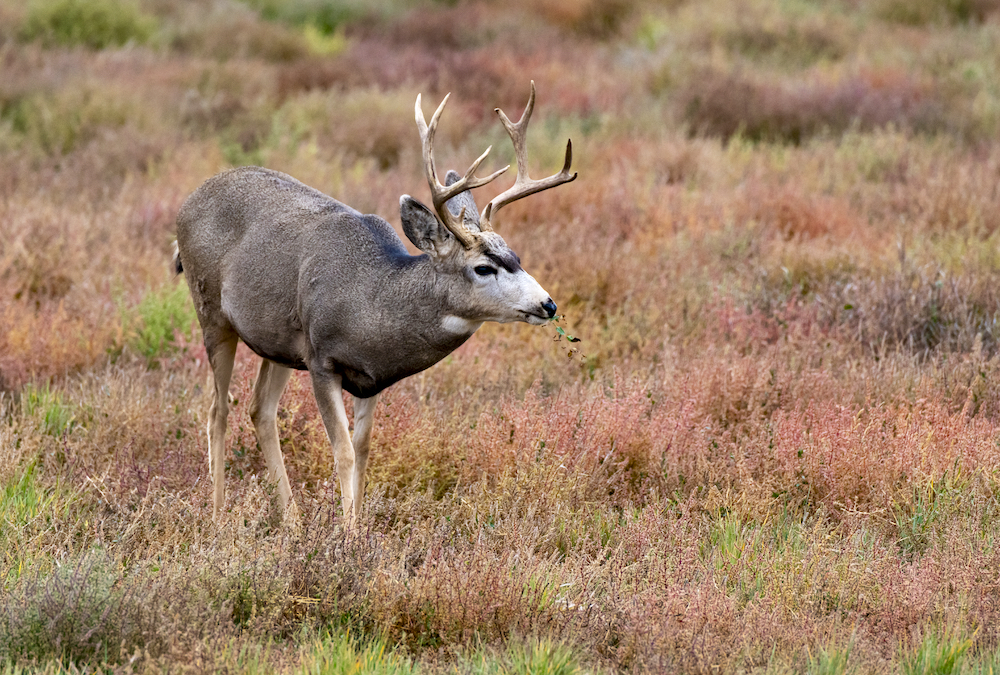Mule deer in Alberta seem especially susceptible to chronic wasting disease with 15 per cent of heads provided by hunters testing positive in 2020.