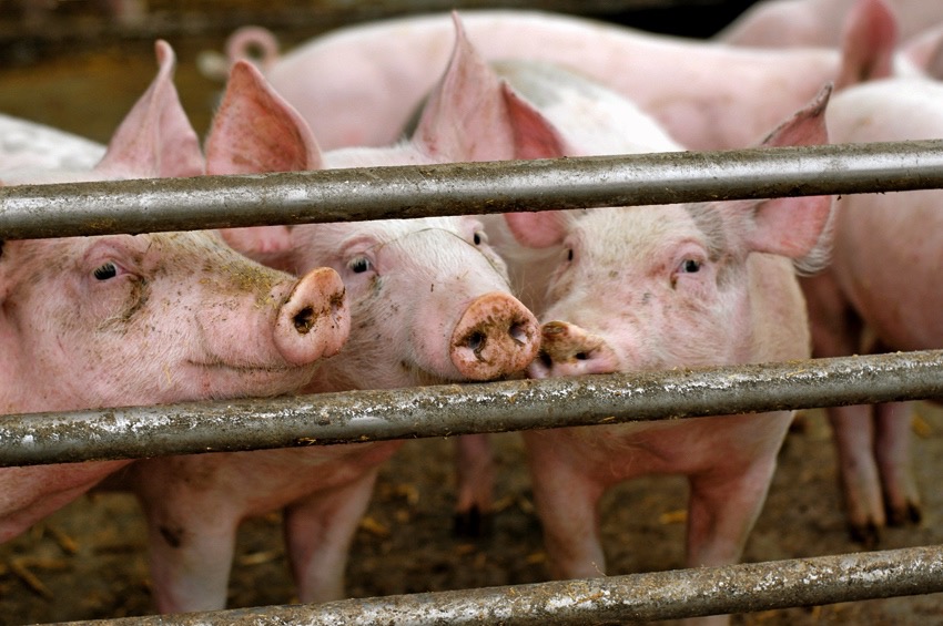 Hog producer ‘profitability plunges,’ says Alberta Pork
