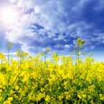 Chevraux new chair of Alberta Canola