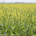 “Drought conditions and early-season insect pressure proved to be incredibly challenging and contributed to a lower number of successful trial sites.” – Canola Performance Trials website.