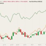 CBOT May 2022 wheat (candlesticks) with K.C. May 2022 wheat (orange line) and MGEX May 2022 wheat (dark green line). (Barchart)