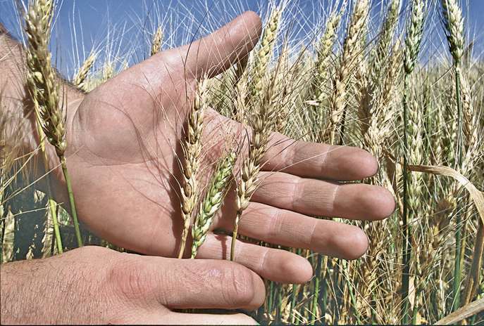 The percentage of positive fusarium test samples is down fourfold from 2019 and that bodes well for this year.