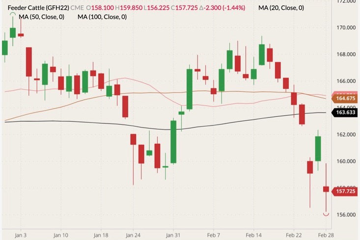 CME March 2022 feeder cattle (candlesticks) with 20-, 50- and 100-day moving averages (pink, brown and black lines). (Barchart)
