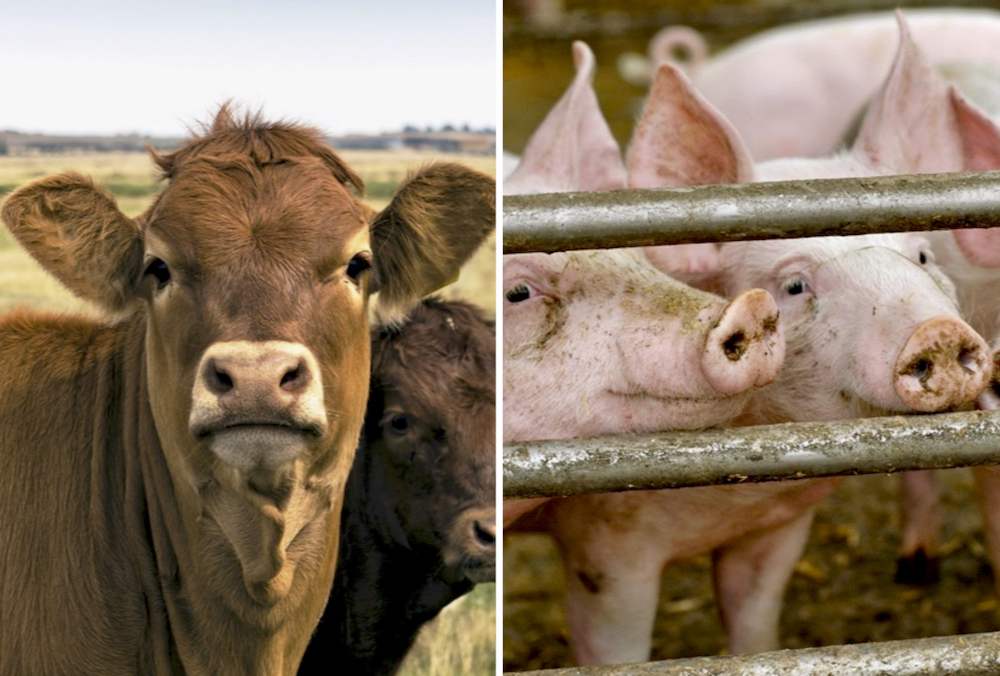 Good and bad in livestock outlook