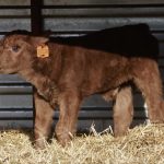Getting colostrum to calves in a timely way helps ensure producers will raise healthy animals.