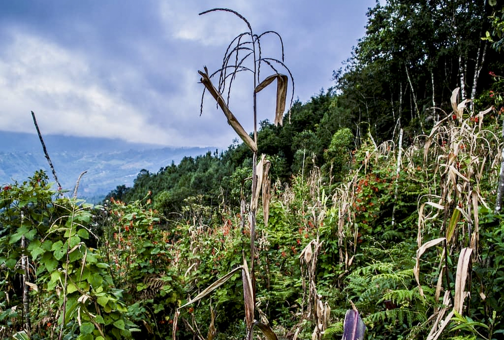 The ‘milpa’ system (intercropping corn, beans, and squash) is a centuries-old growing technique used by Indigenous women in Guatemala. It’s an example of the strong stewardship focus of women farmers, says Trina Moyles, an Alberta author who has written a book on female farmers around the world.
