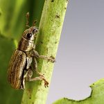 Pea weevil damage dropped in 2021