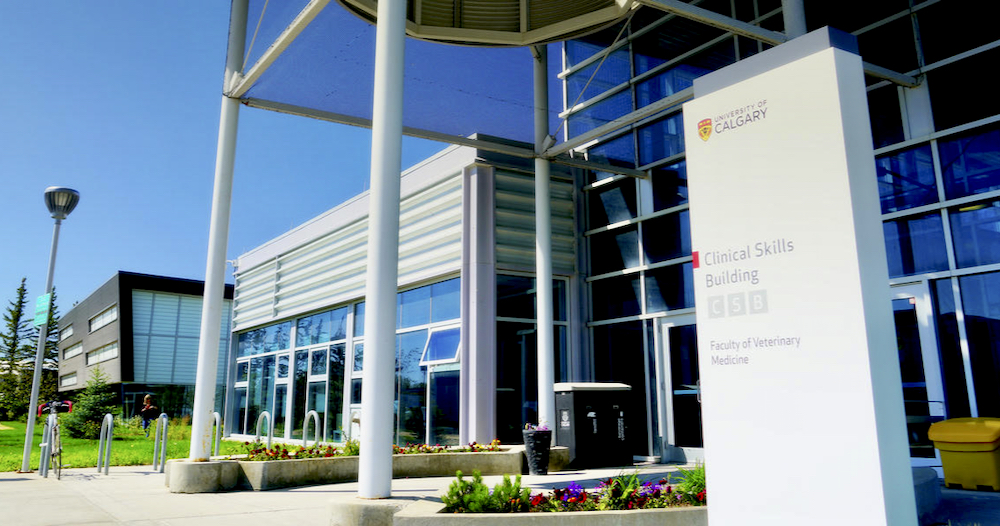 A major expansion of the University of Calgary’s faculty of veterinary medicine will double the number of graduates and the province hopes many will be large-animal vets.