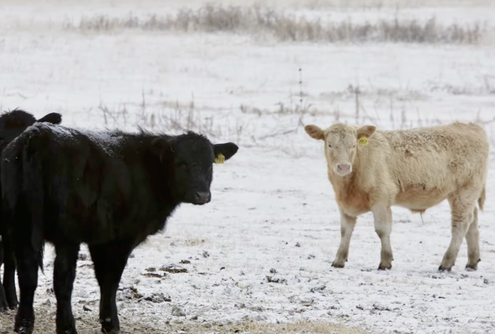 More calves in the first round is a winning formula