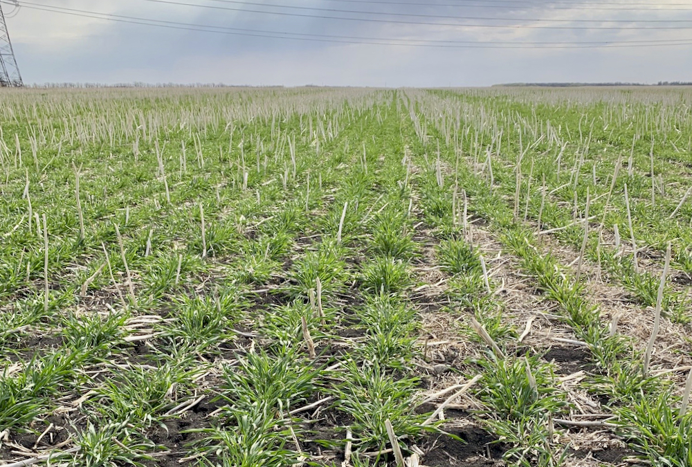Hybrid rye has better hardiness than winter wheat and more yield than its conventional open-pollinated cousin.