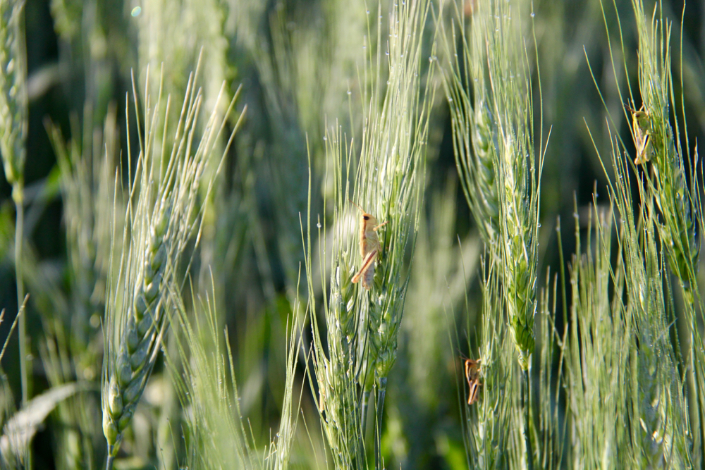 As always, it's a good idea to regularly scout your fields to see the type and severity of any insect pressures.