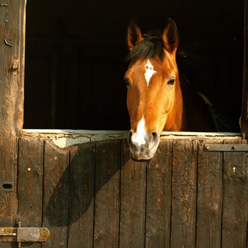Without the spoken voice, the horse relies on its body language as a means of emotional expression and communication.