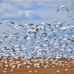 There’s no way of knowing if flocks passing over Alberta are infected with highly pathogenic avian influenza, but the province’s chief vet is concerned enough that he recently issued a stark warning to small-flock owners.