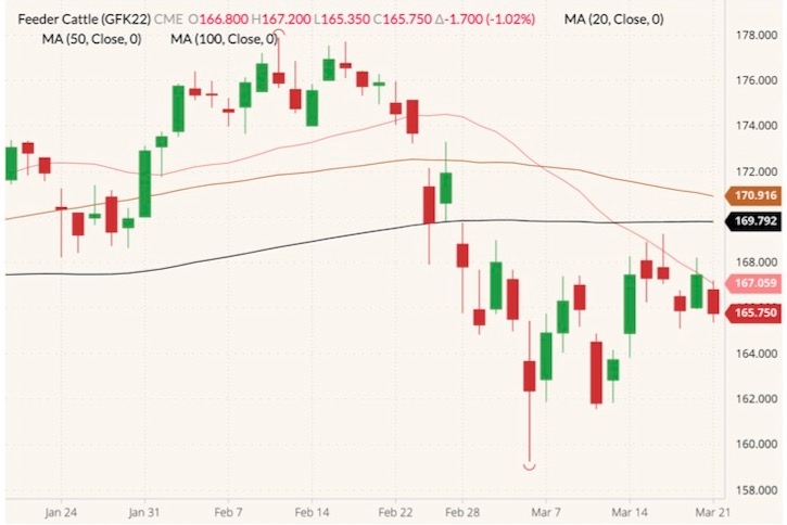 CME May 2022 feeder cattle (candlesticks) with 20-, 50- and 100-day moving averages (pink, brown and black lines). (Barchart)
