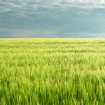 Exhilarate gives growers the upper hand