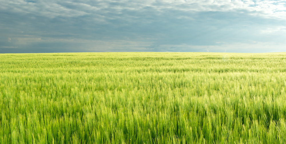 Exhilarate gives growers the upper hand