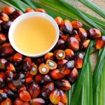 File photo of fresh palm fruits and palm oil. (Slpu9945/iStock/Getty Images)