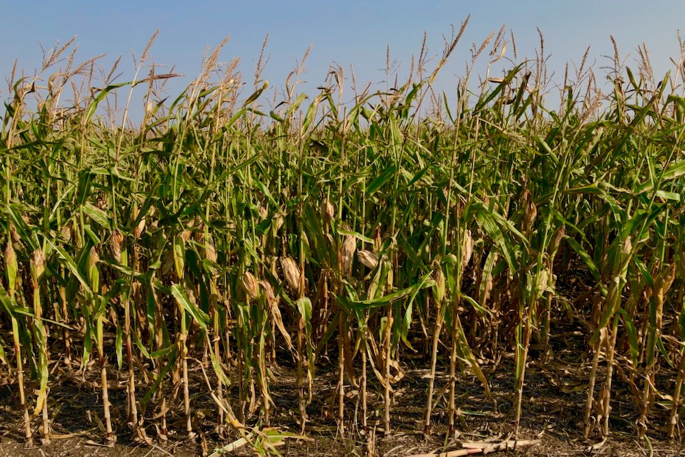 Standing corn north of St. Adolphe, Man. on Sept. 19, 2021. (Dave Bedard photo)
