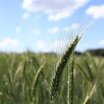 Prominex herbicide combines performance with flexible timing