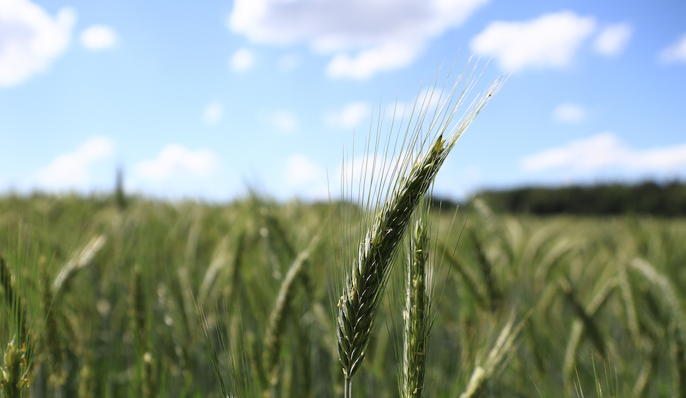 Prominex herbicide combines performance with flexible timing