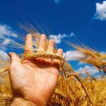 Where should cereal research dollars go?