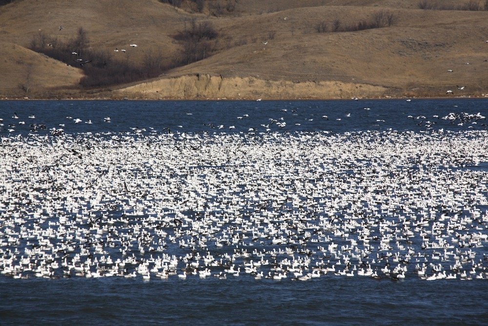 File photo of a flock of snow geese on Buffalo Pound Lake in south-central Saskatchewan. (Bobloblaw/iStock/Getty Images)
