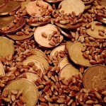 Study finds big payoff on wheat research