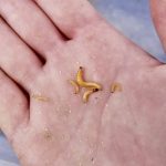 A handful of trouble: These are four different species of wireworms and all were found in a single field in southern Alberta.