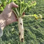 Tillage radish is one of the species that Brady Valgardson uses in his cover crops.