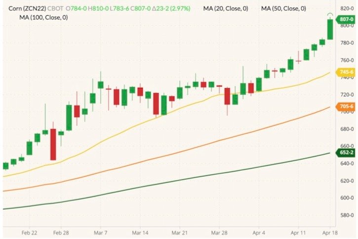 CBOT July 2022 corn (candlesticks) with 20-, 50- and 100-day moving averages (yellow, orange and dark green lines). (Barchart)
