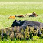 Environmental measures to be studied