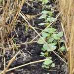 Upping seed survival rates isn’t magic and some farmers are regularly achieving 80 per cent or better emergence, says the Canola Council of Canada.