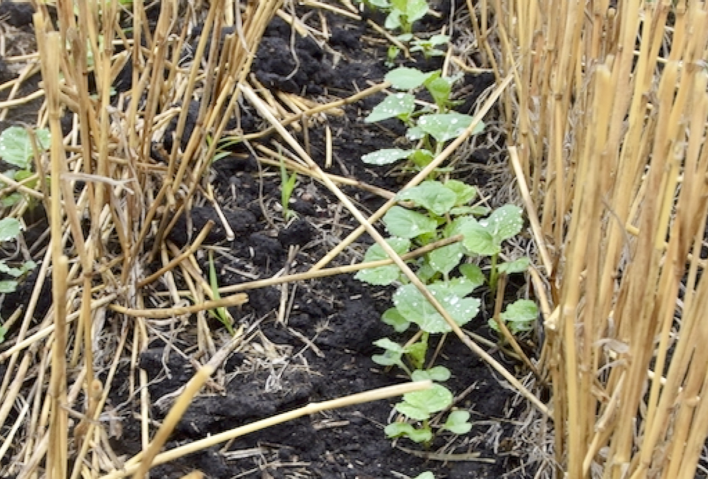 Upping seed survival rates isn’t magic and some farmers are regularly achieving 80 per cent or better emergence, says the Canola Council of Canada.