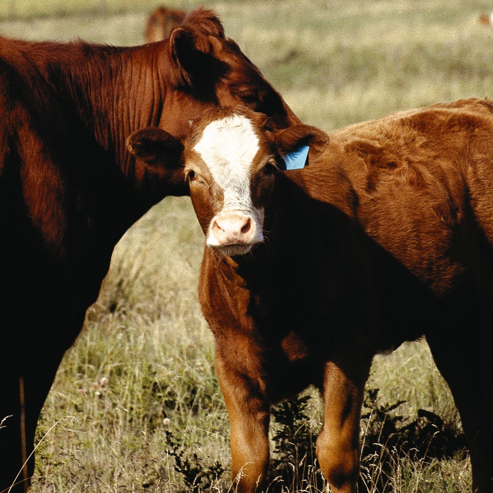 cow and calf