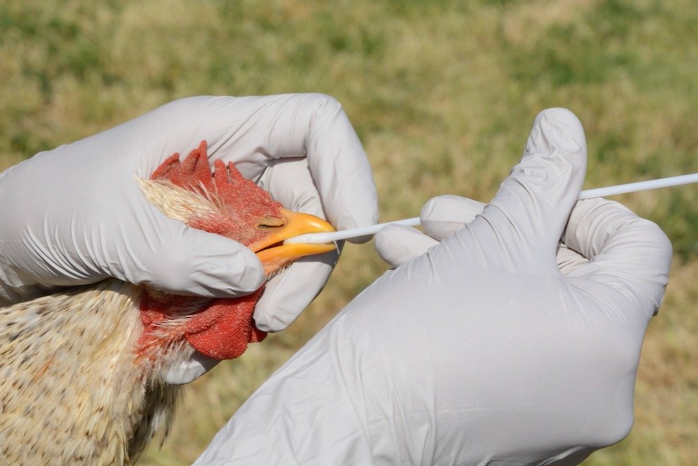 File photo of a rooster being swabbed in testing for avian influenza. (Merrimon/iStock/Getty Images)
