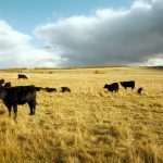 Canada’s cattle sector has been in “downsizing mode” for years and lately has been relying on imports for American cattle to keep packing plants busy, says analyst Anne Wasko.