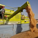 A combine unloads wheat on the outskirts of Ahmedabad in western India on March 16, 2022. (Photo: Reuters/Amit Dave)