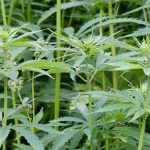 Alberta currently accounts for about 40 per cent of Canadian hemp production.