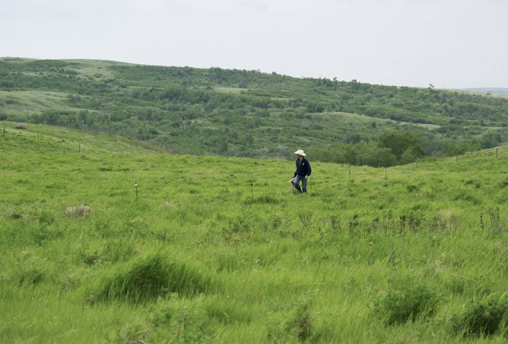 Round Rock Ranching has long employed rotational grazing and Sean McGrath says water infiltration on his ranch is noticeably higher than on other operations in the area.