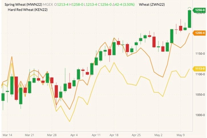 MGEX July 2022 spring wheat (candlesticks) with CBOT July 2022 wheat (yellow line) and K.C. July 2022 hard red wheat (orange line). (Barchart)
