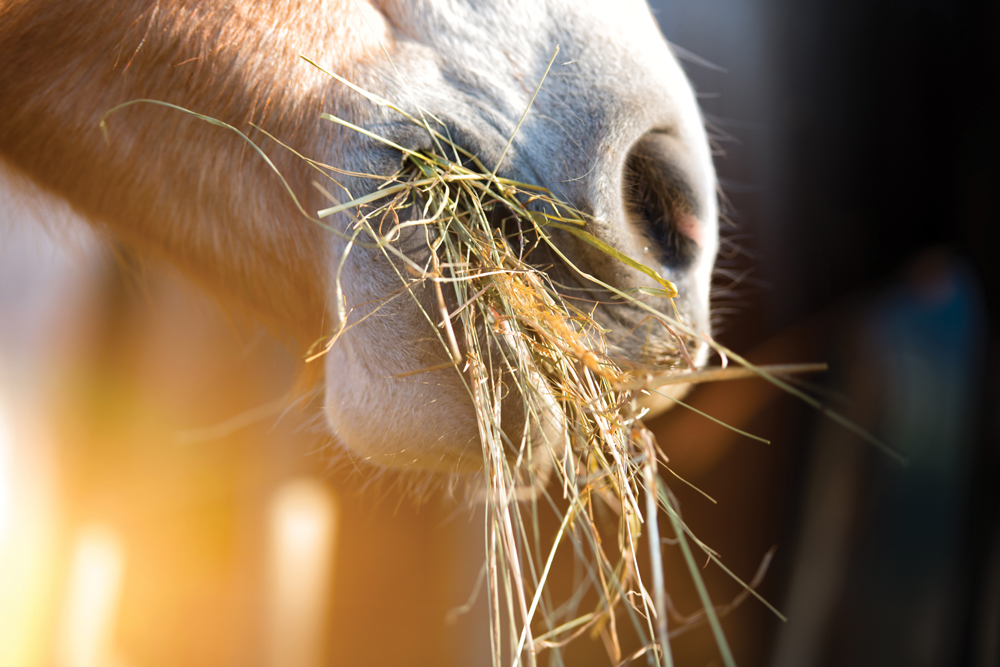 When large quantities of fresh spring grass are consumed, especially if introduced suddenly, the change in diet can play havoc with both the digestive and metabolic systems.