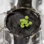 The plant species Arabidopsis thaliana is seen sprouting at a University of Florida laboratory in a small amount of lunar regolith — soil from the moon — on May 5, 2021. (Photo: Tyler Jones, UF/IFAS Lunar Plants Research Documentation/Handout via Reuters)