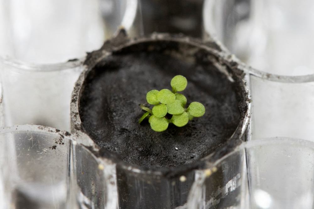 The plant species Arabidopsis thaliana is seen sprouting at a University of Florida laboratory in a small amount of lunar regolith — soil from the moon — on May 5, 2021. (Photo: Tyler Jones, UF/IFAS Lunar Plants Research Documentation/Handout via Reuters)
