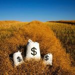 FCC forecasts canola will more than double its price per tonne for the 2022-23 crop year compared to its five-year average.