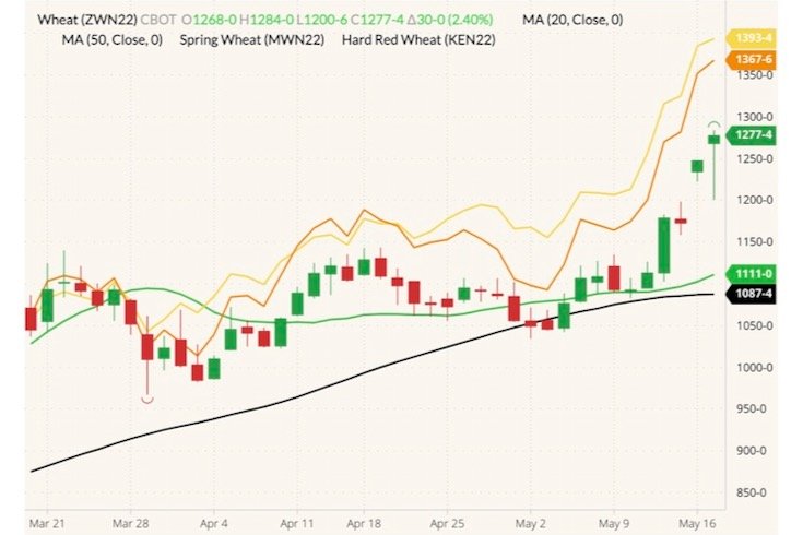 CBOT July 2022 wheat (candlesticks) with 20- and 50-day moving averages (green and black lines), MGEX July 2022 spring wheat (yellow line) and K.C. July 2022 hard red wheat (orange line). (Barchart)
