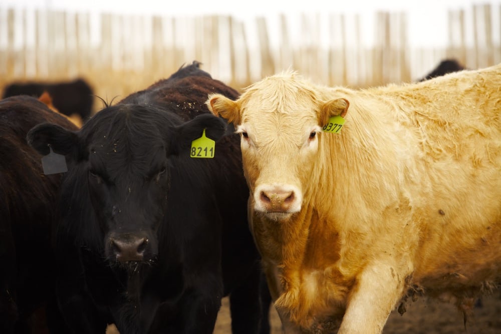 (Photo courtesy Canada Beef Inc.)
